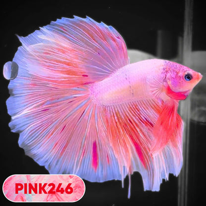 Pink Halfmoon Male Betta Fish | You Pick Fish | Order Directly From Farm