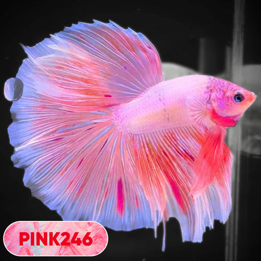 Pink Halfmoon Male Betta Fish | You Pick Fish | Order Directly From Farm