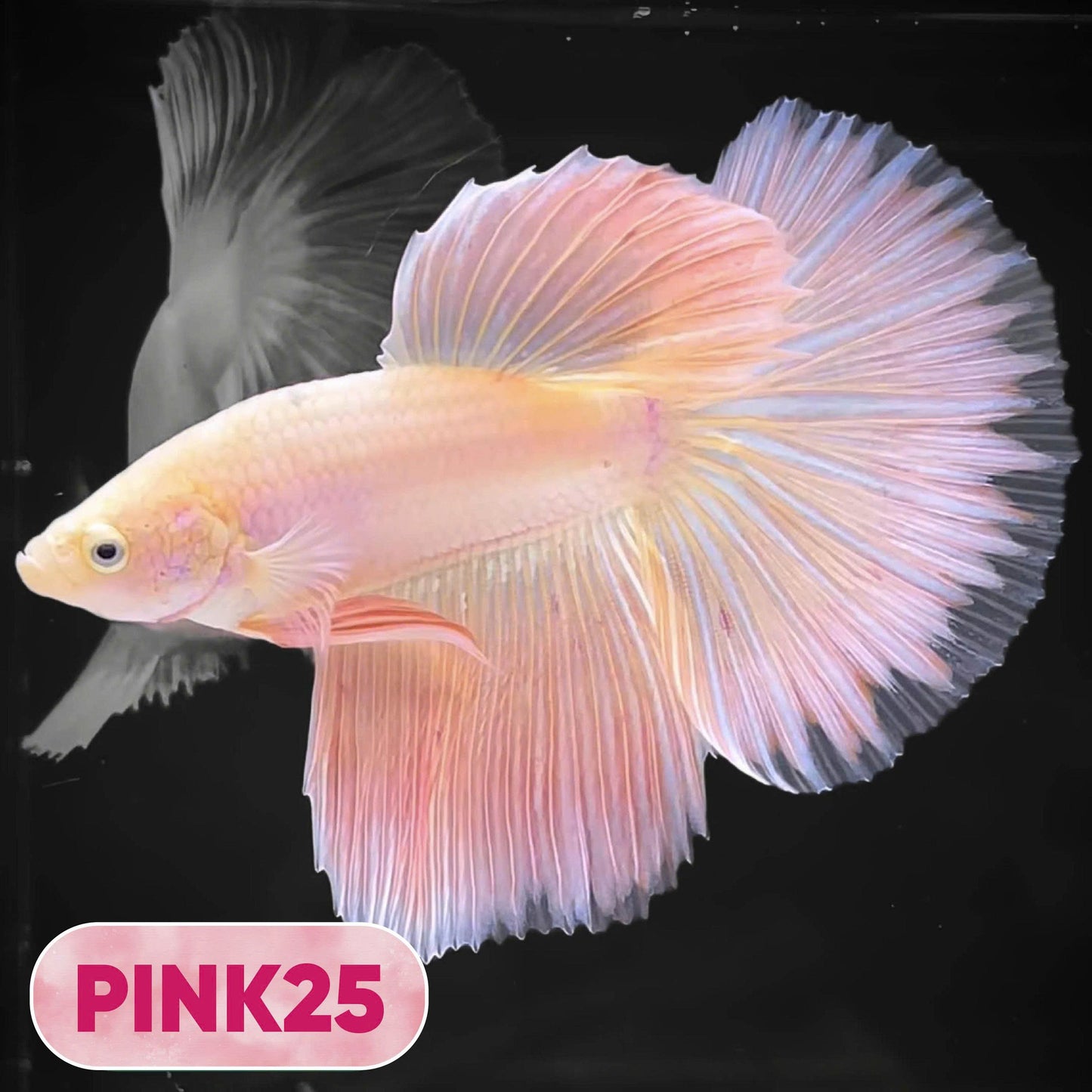 Pink Halfmoon Male Betta Fish | You Pick Fish | Order Directly From Farm