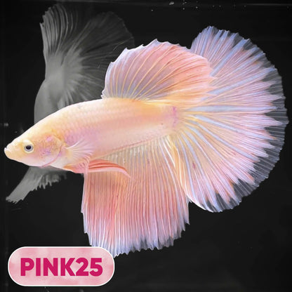 Pink Halfmoon Male Betta Fish | You Pick Fish | Order Directly From Farm