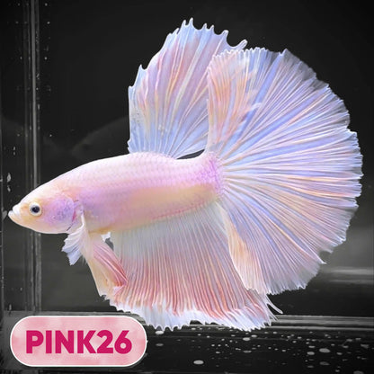 Pink Halfmoon Male Betta Fish | You Pick Fish | Order Directly From Farm