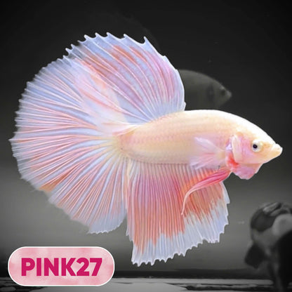 Pink Halfmoon Male Betta Fish | You Pick Fish | Order Directly From Farm