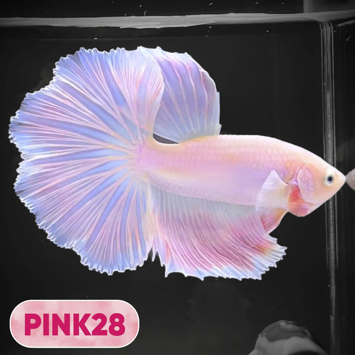 Pink Halfmoon Male Betta Fish | You Pick Fish | Order Directly From Farm