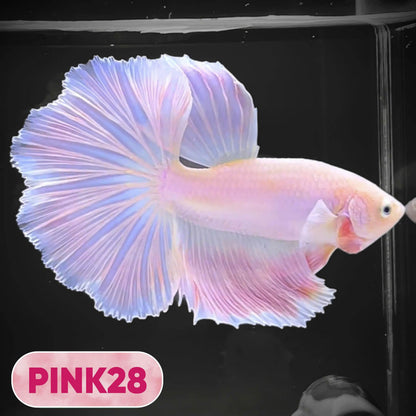 Pink Halfmoon Male Betta Fish | You Pick Fish | Order Directly From Farm