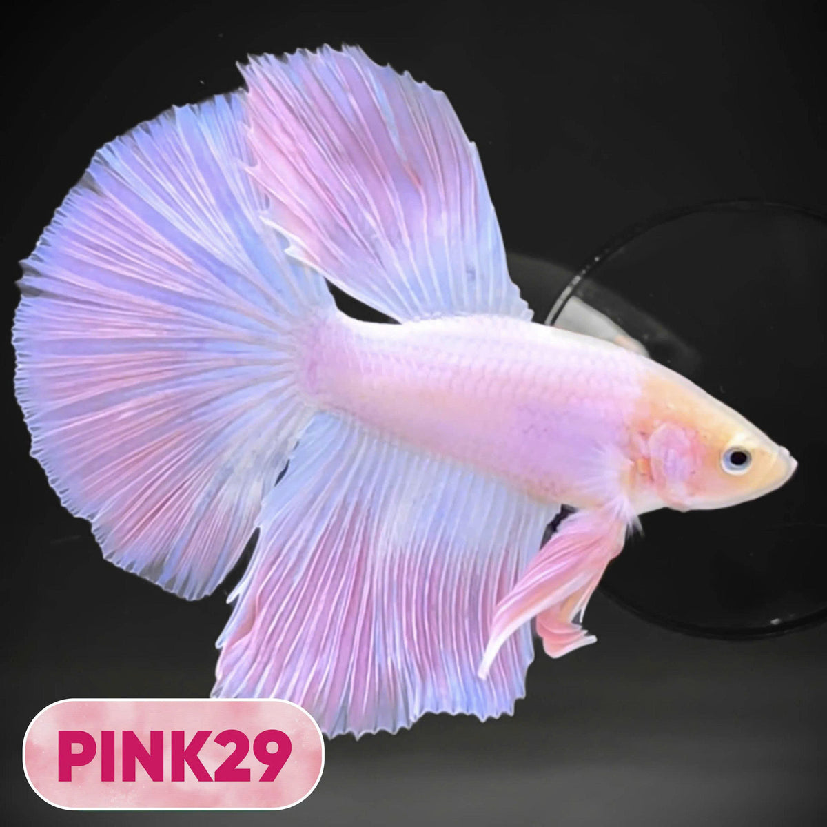 Pink Halfmoon Male Betta Fish | You Pick Fish | Order Directly From Farm