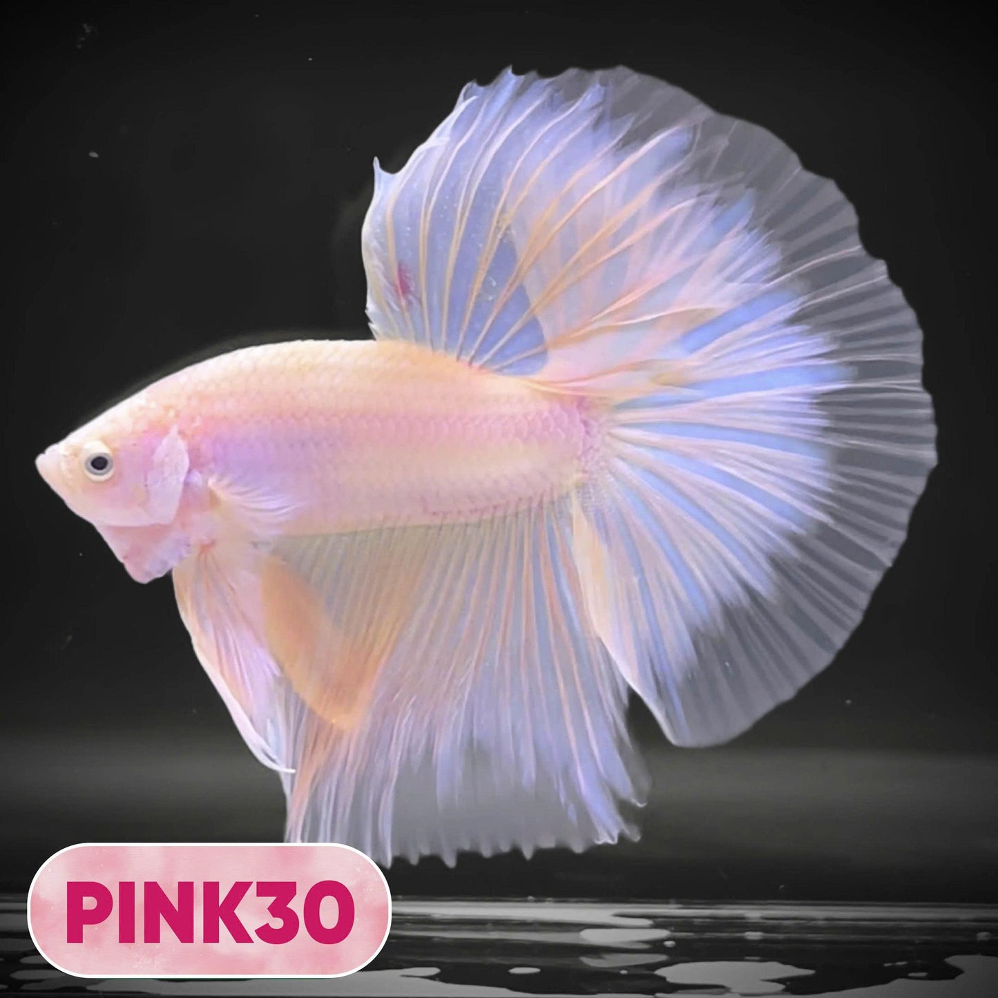 Pink Halfmoon Male Betta Fish | You Pick Fish | Order Directly From Farm