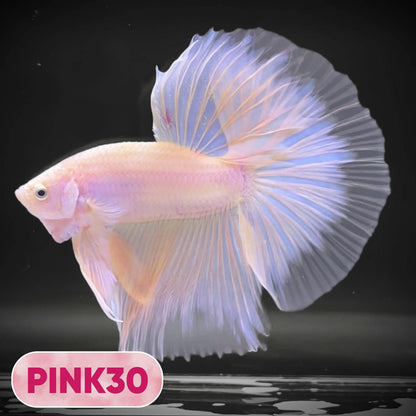 Pink Halfmoon Male Betta Fish | You Pick Fish | Order Directly From Farm