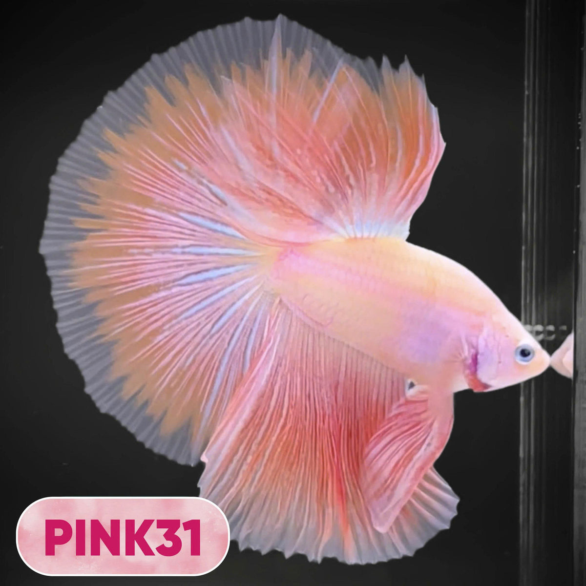 Pink Halfmoon Male Betta Fish | You Pick Fish | Order Directly From Farm