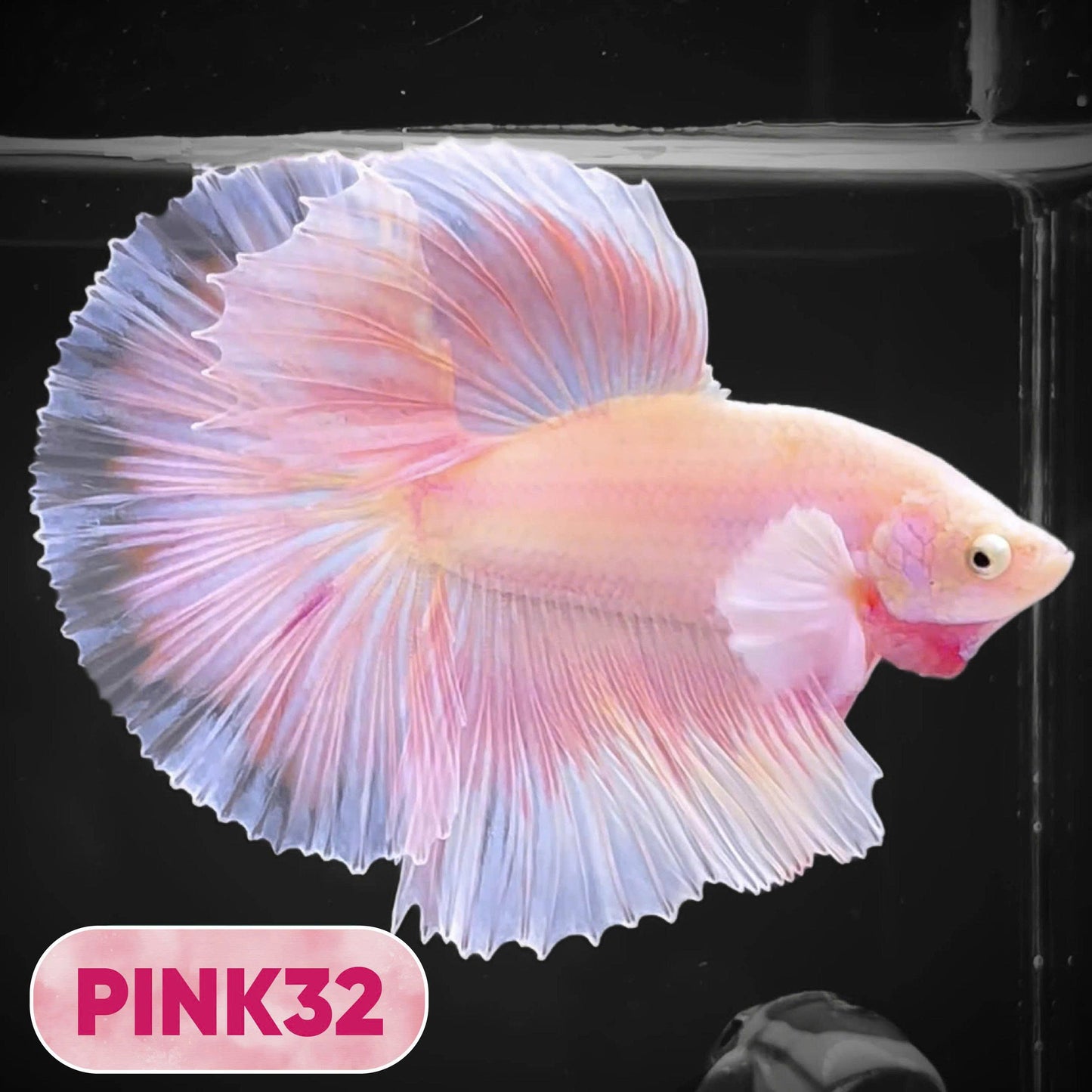 Pink Halfmoon Male Betta Fish | You Pick Fish | Order Directly From Farm