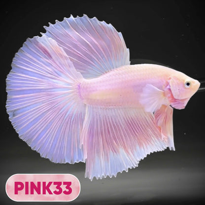 Pink Halfmoon Male Betta Fish | You Pick Fish | Order Directly From Farm