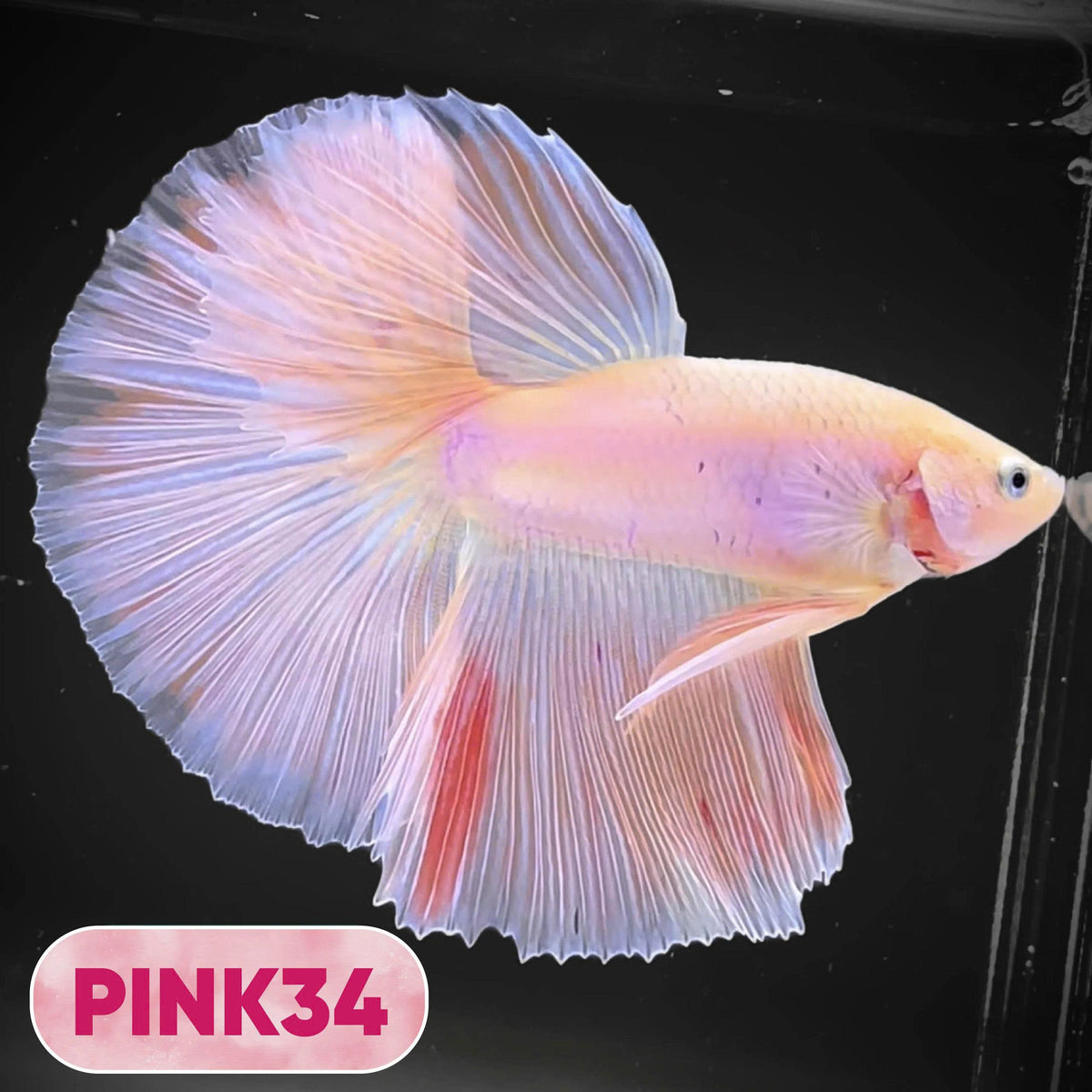 Pink Halfmoon Male Betta Fish | You Pick Fish | Order Directly From Farm