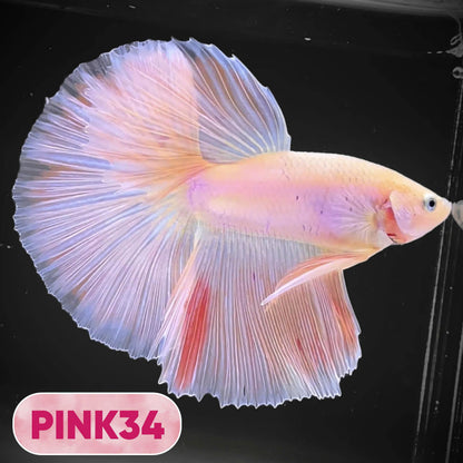 Pink Halfmoon Male Betta Fish | You Pick Fish | Order Directly From Farm