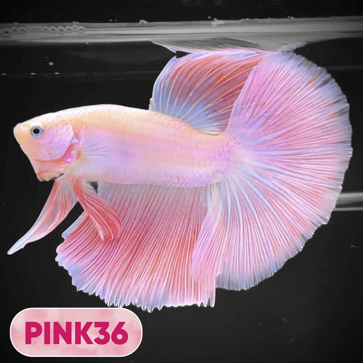 Pink Halfmoon Male Betta Fish | You Pick Fish | Order Directly From Farm