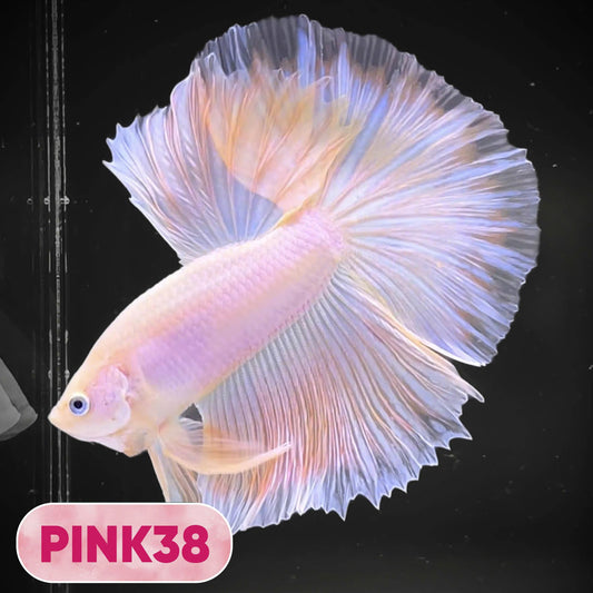 Pink Halfmoon Male Betta Fish | You Pick Fish | Order Directly From Farm