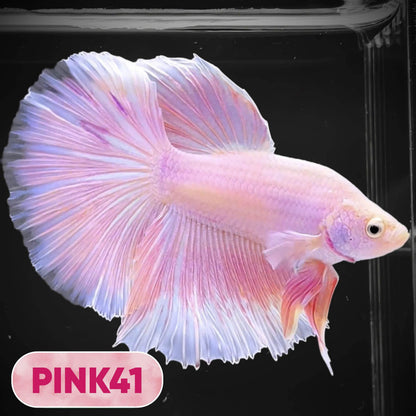Pink Halfmoon Male Betta Fish | You Pick Fish | Order Directly From Farm