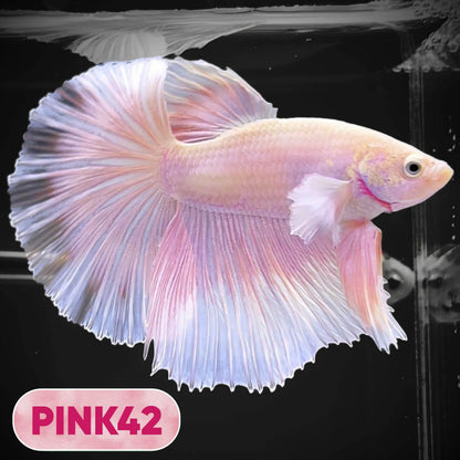 Pink Halfmoon Male Betta Fish | You Pick Fish | Order Directly From Farm