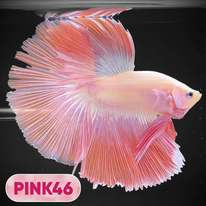 Pink Halfmoon Male Betta Fish | You Pick Fish | Order Directly From Farm