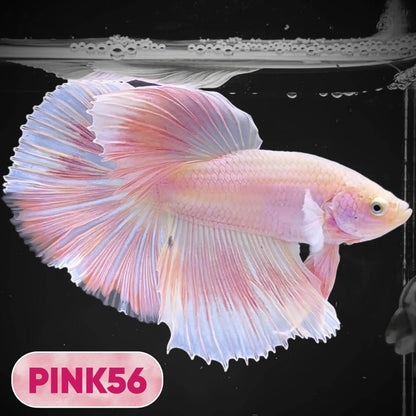 Pink Halfmoon Male Betta Fish | You Pick Fish | Order Directly From Farm