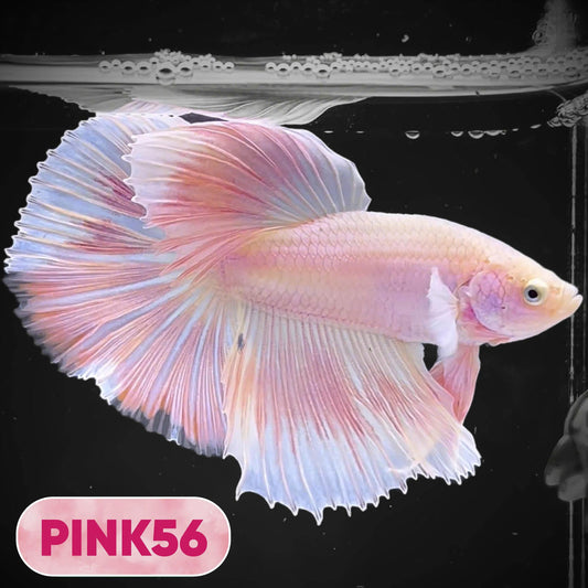 Pink Halfmoon Male Betta Fish | You Pick Fish | Order Directly From Farm