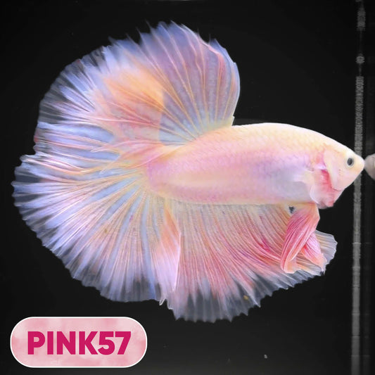Pink Halfmoon Male Betta Fish | You Pick Fish | Order Directly From Farm