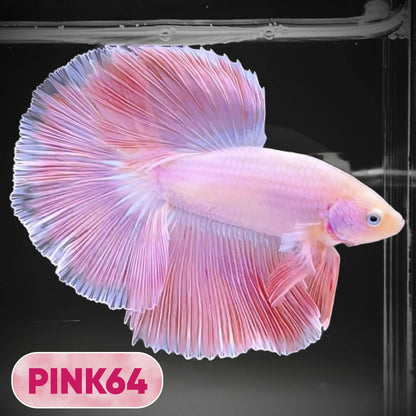 Pink Halfmoon Male Betta Fish | You Pick Fish | Order Directly From Farm