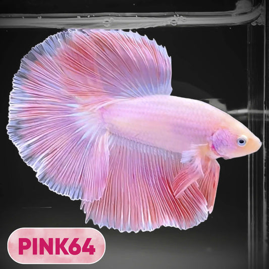 Pink Halfmoon Male Betta Fish | You Pick Fish | Order Directly From Farm