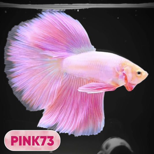 Pink Halfmoon Male Betta Fish | You Pick Fish | Order Directly From Farm