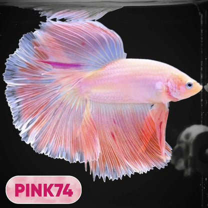 Pink Halfmoon Male Betta Fish | You Pick Fish | Order Directly From Farm
