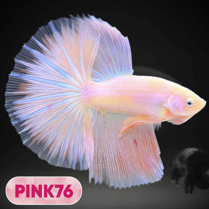 Pink Halfmoon Male Betta Fish | You Pick Fish | Order Directly From Farm