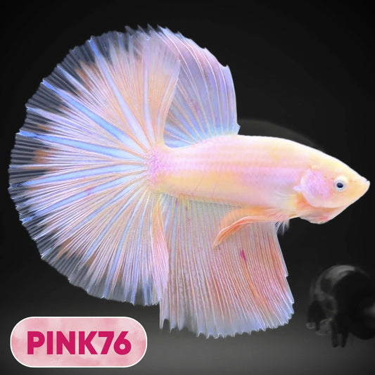 Pink Halfmoon Male Betta Fish | You Pick Fish | Order Directly From Farm