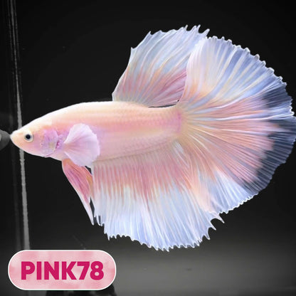 Pink Halfmoon Male Betta Fish | You Pick Fish | Order Directly From Farm