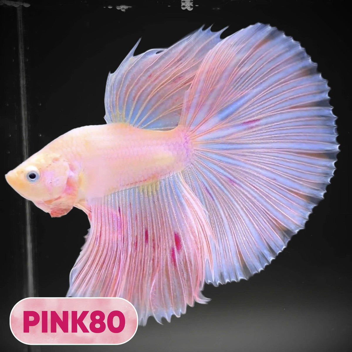 Pink Halfmoon Male Betta Fish | You Pick Fish | Order Directly From Farm