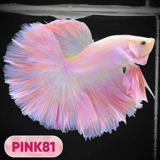Pink Halfmoon Male Betta Fish | You Pick Fish | Order Directly From Farm