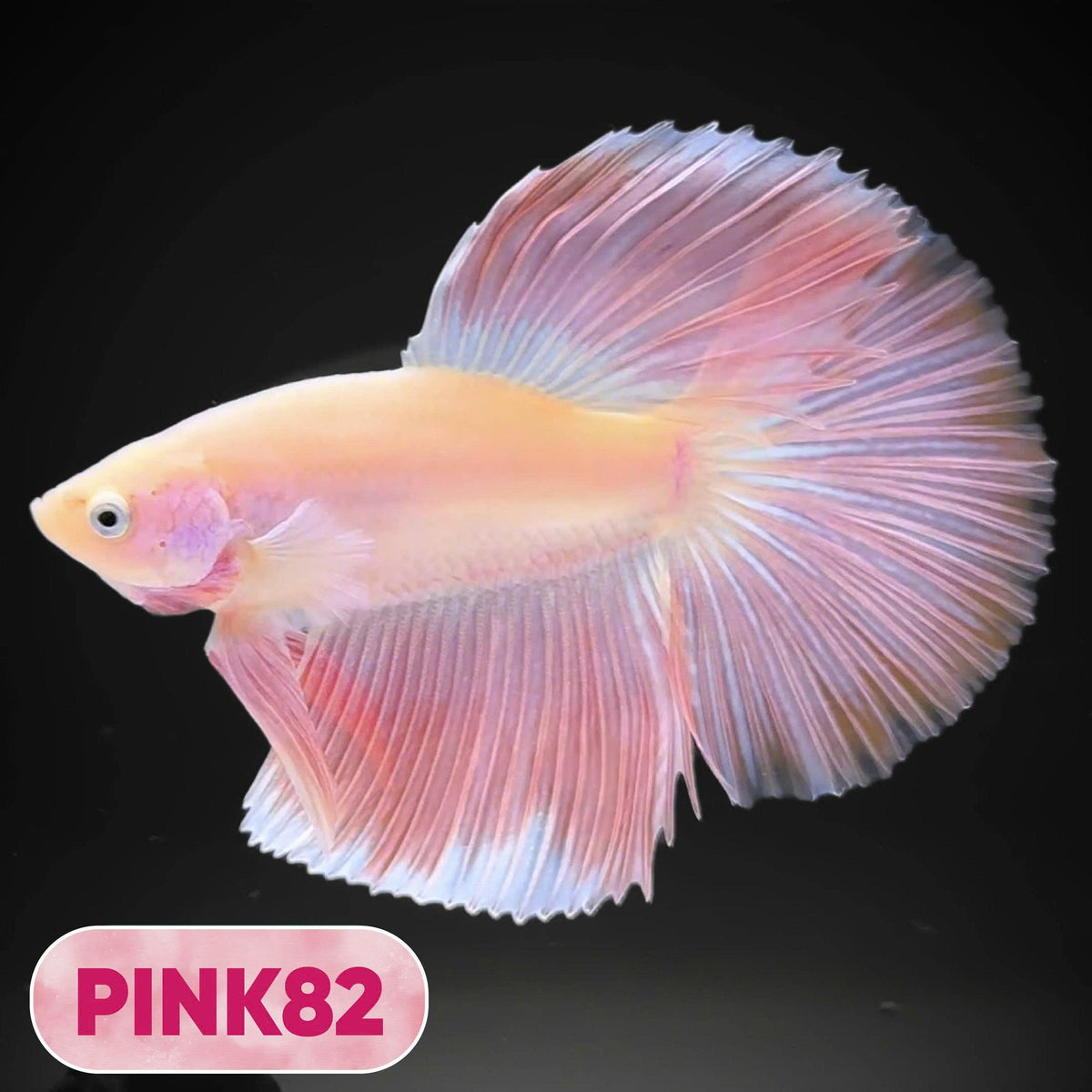 Pink Halfmoon Male Betta Fish | You Pick Fish | Order Directly From Farm