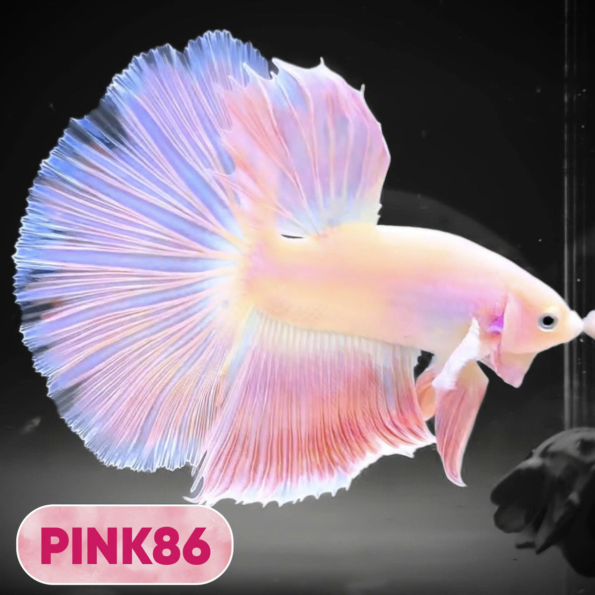 Pink Halfmoon Male Betta Fish | You Pick Fish | Order Directly From Farm