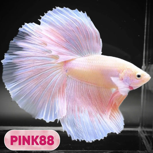 Pink Halfmoon Male Betta Fish | You Pick Fish | Order Directly From Farm