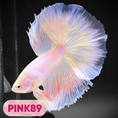 Pink Halfmoon Male Betta Fish | You Pick Fish | Order Directly From Farm