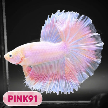Pink Halfmoon Male Betta Fish | You Pick Fish | Order Directly From Farm