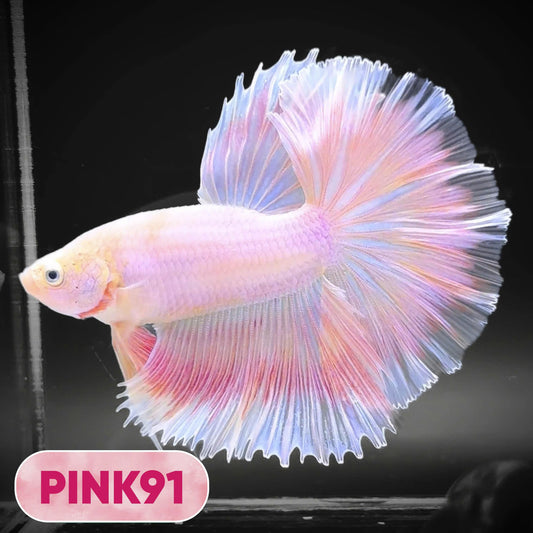 Pink Halfmoon Male Betta Fish | You Pick Fish | Order Directly From Farm
