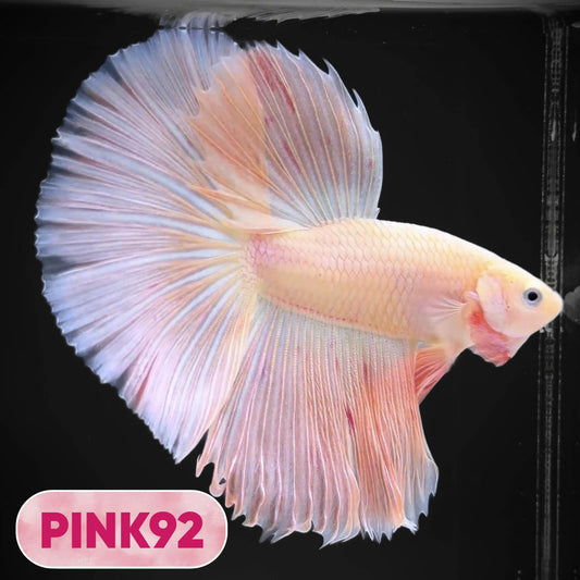Pink Halfmoon Male Betta Fish | You Pick Fish | Order Directly From Farm