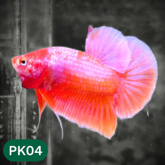 Pink Plakat Male Betta Fish | You Pick Fish | Rare Color