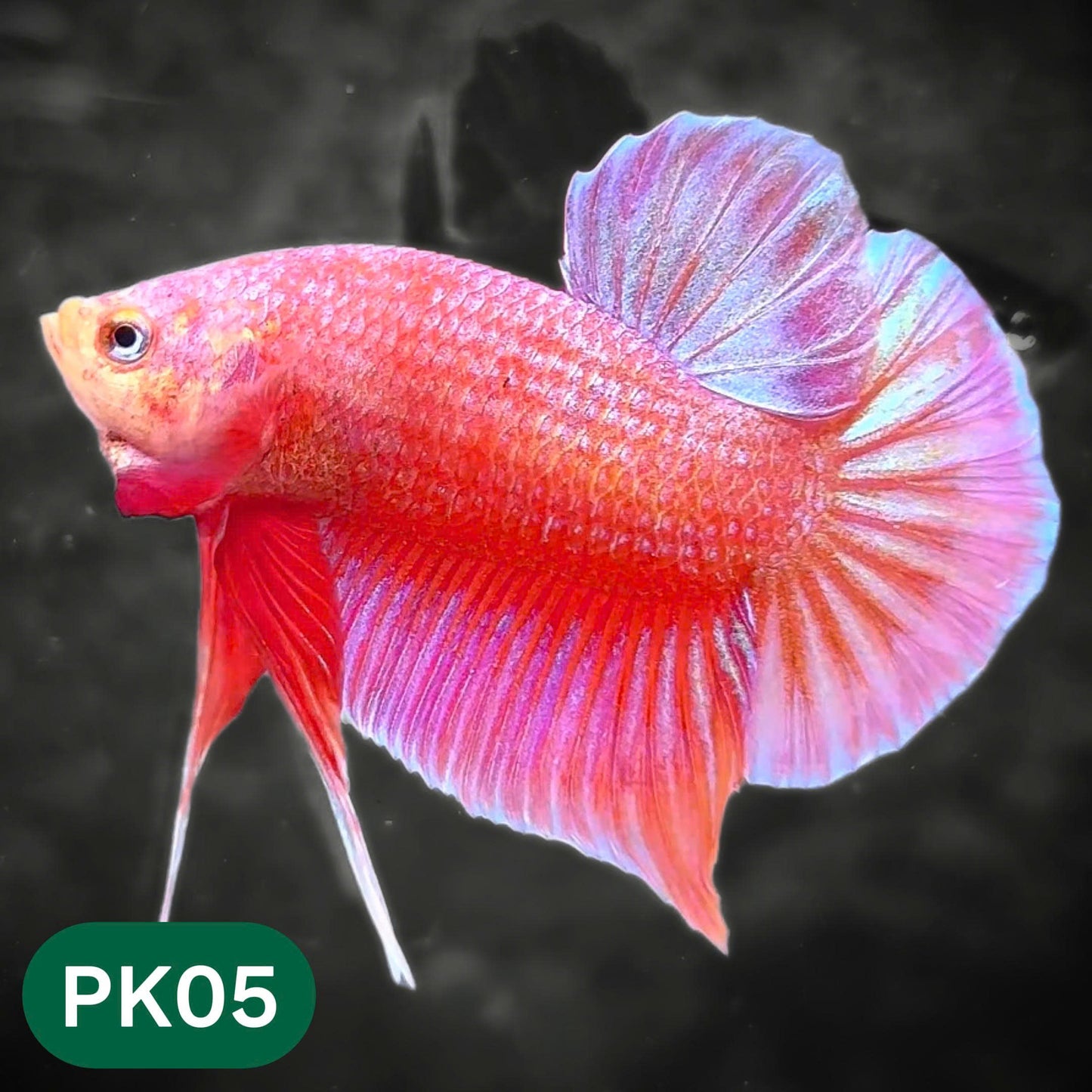 Pink Plakat Male Betta Fish | You Pick Fish | Rare Color