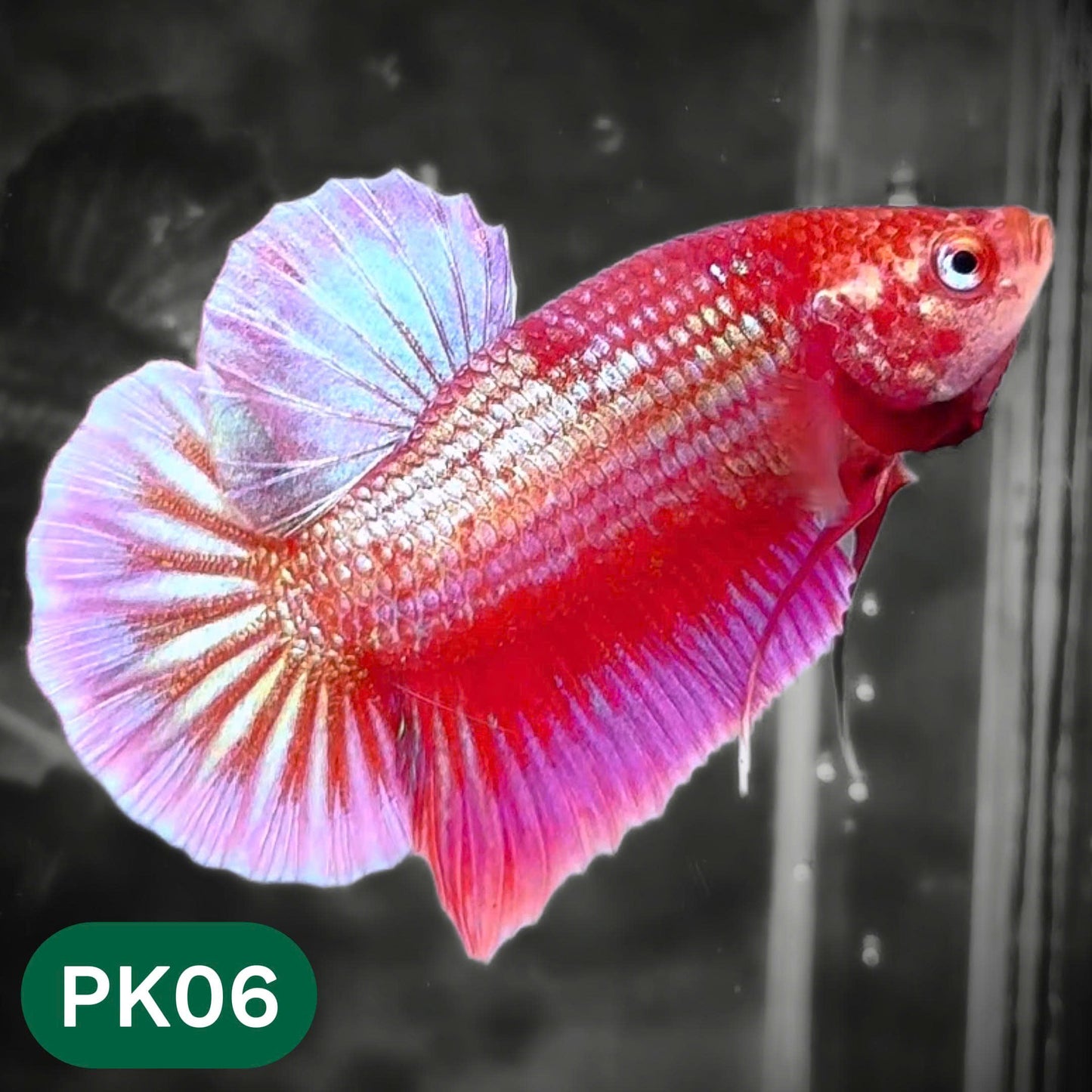 Pink Plakat Male Betta Fish | You Pick Fish | Rare Color
