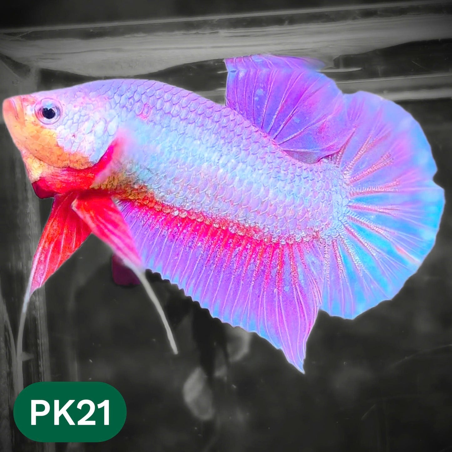 Pink Plakat Male Betta Fish | You Pick Fish | Rare Color