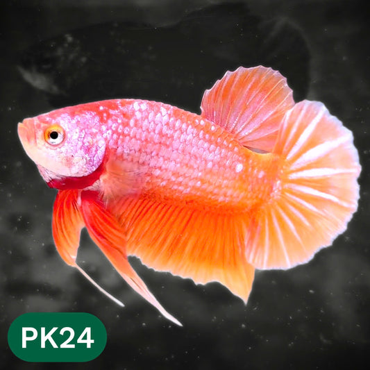 Pink Plakat Male Betta Fish | You Pick Fish | Rare Color
