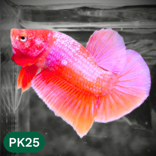 Pink Plakat Male Betta Fish | You Pick Fish | Rare Color