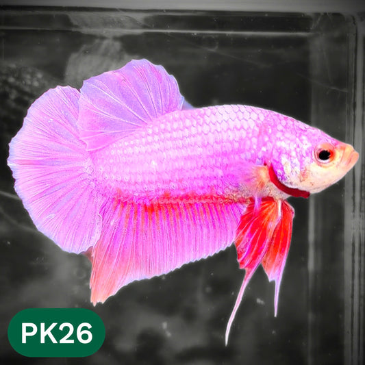 Pink Plakat Male Betta Fish | You Pick Fish | Rare Color