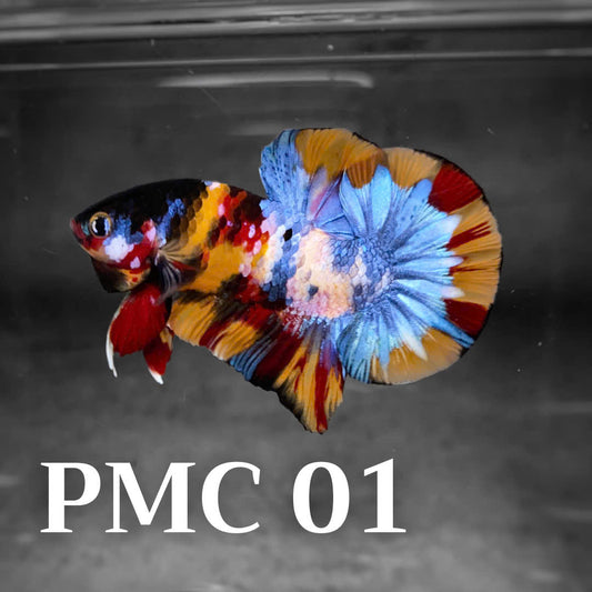 Multicolor Plakat Male Betta Fish |Show Grade|  You Pick Fish