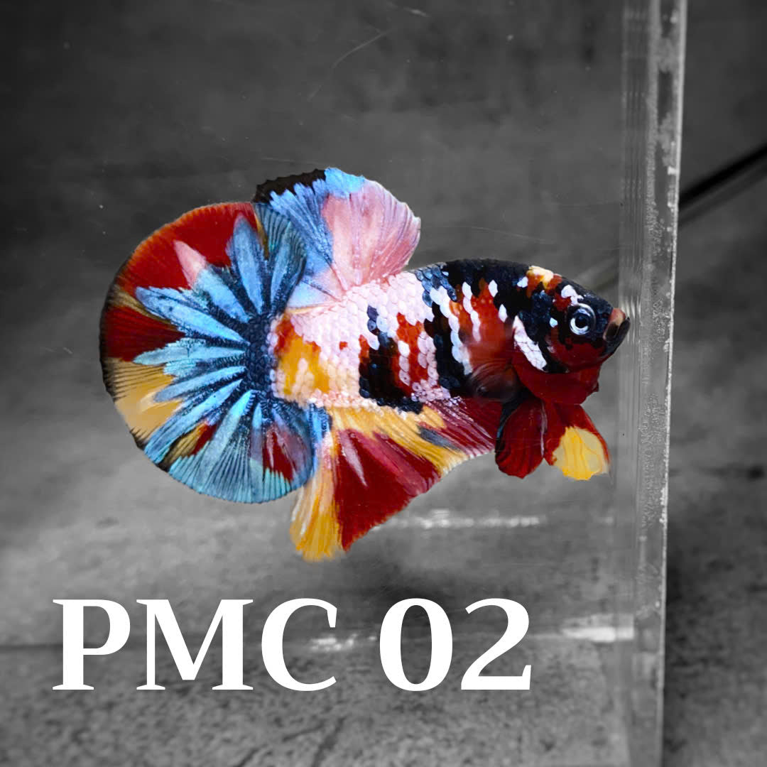 Multicolor Plakat Male Betta Fish |Show Grade|  You Pick Fish