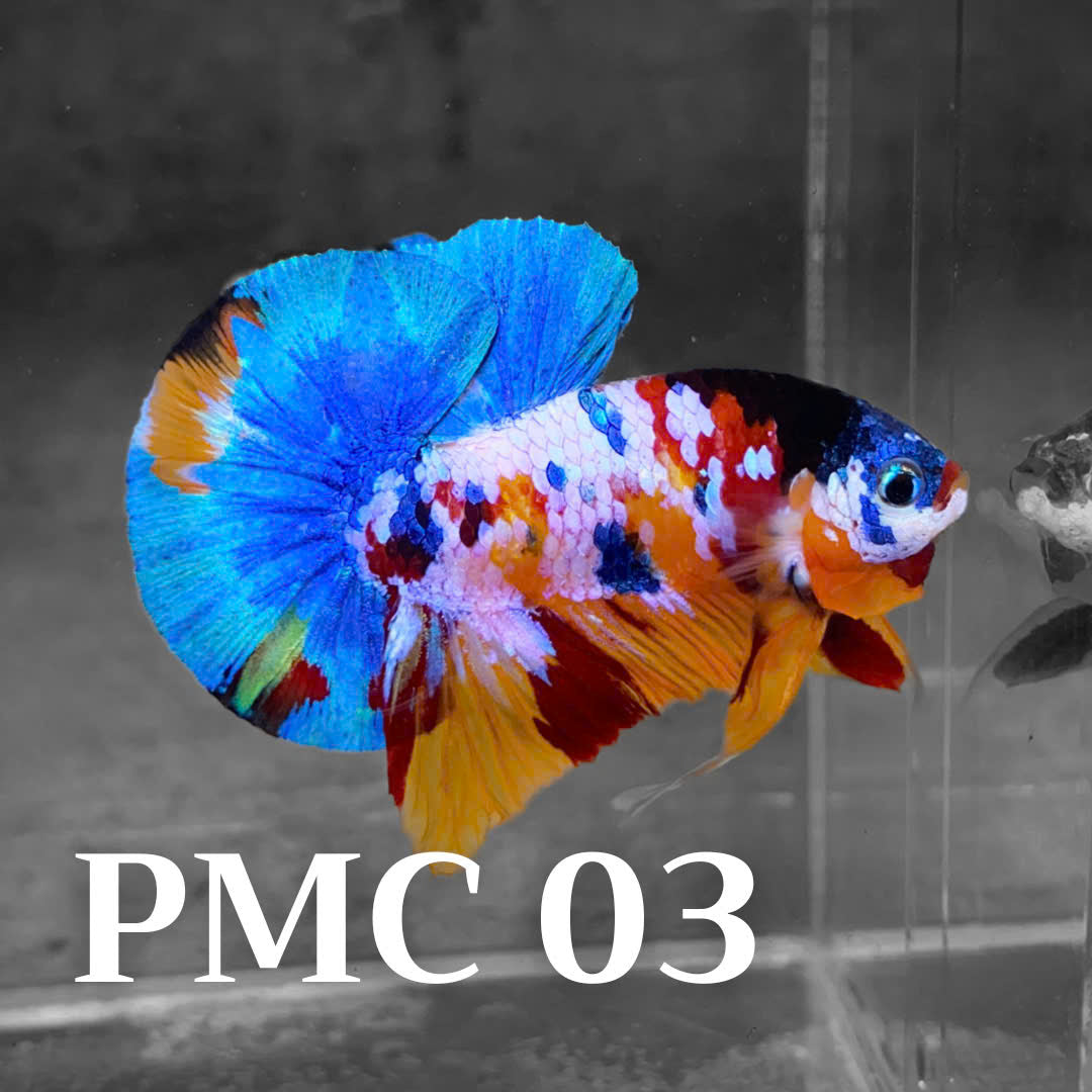 Multicolor Plakat Male Betta Fish |Show Grade|  You Pick Fish